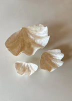 Schelp Schaal Capiz